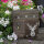 Domelo canvas woman bag small shoulder bag green crossbody brown